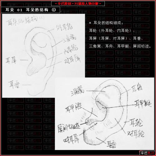 图1：Photoshop制人物耳朵教程