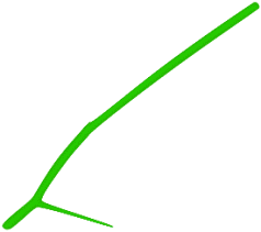 图4:Illustrator绘制漂亮的玫瑰花