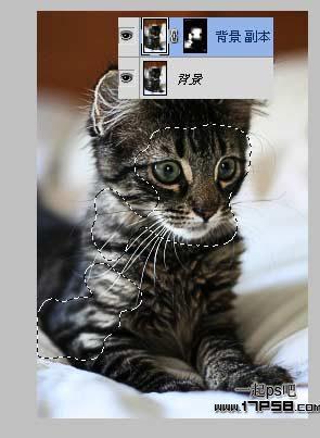 图7：photoshop提升猫咪图片清晰度