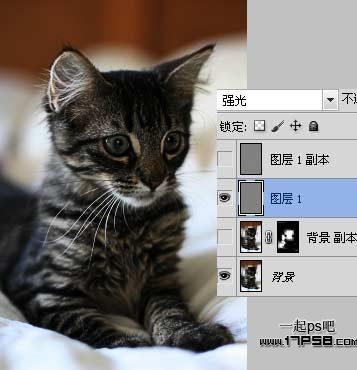 图4：photoshop提升猫咪图片清晰度