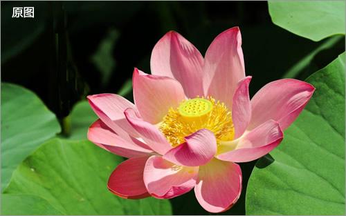 图1.普通的花朵