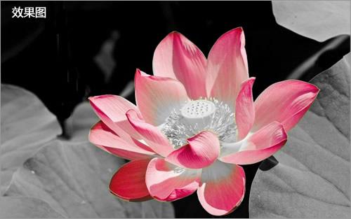 图6.花朵被成功突出