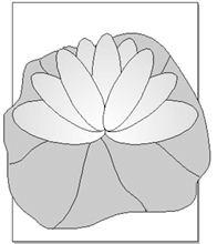 图6：FreeHand 设计荷花
