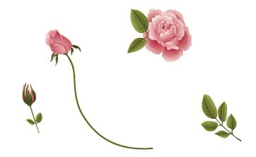 图24 花朵素材