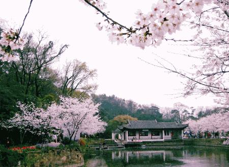 图1：PS合成优美樱花飘落效果