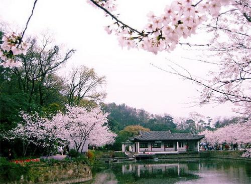 图3：PS合成优美樱花飘落效果